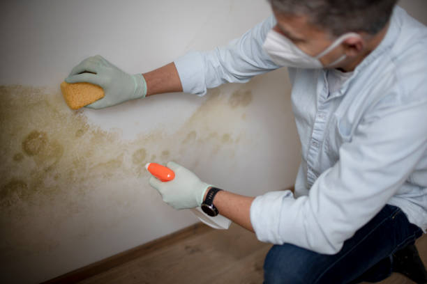 Best Home Mold Removal  in Brockton, MA