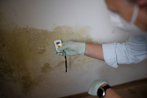 Best Home Mold Removal  in Brockton, MA