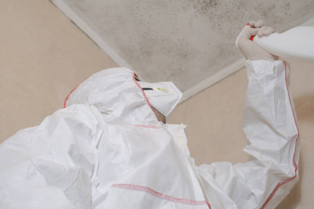 Office Mold Removal Services in Brockton, MA