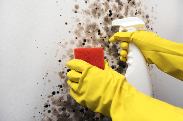 Best Fast Mold Removal  in Brockton, MA