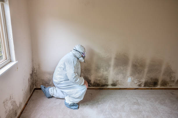 Best Certified Mold Removal  in Brockton, MA