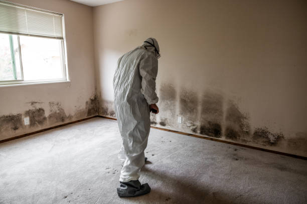 Best Professional Mold Removal  in Brockton, MA