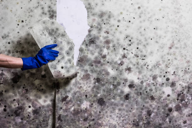 Best Black Mold Removal  in Brockton, MA