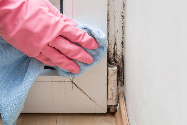 Best Mold Testing  in Brockton, MA