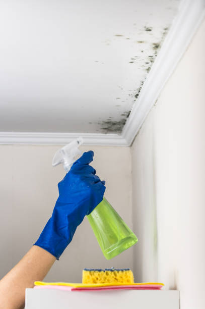 Best Mold Cleaning Services  in Brockton, MA